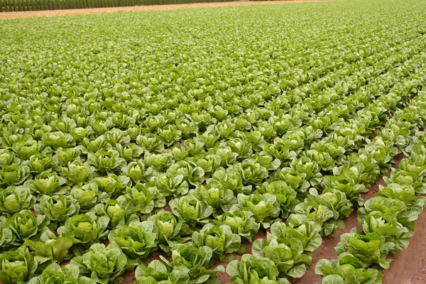 Campos de repollo, filas de alimentos vegetales —  Fotos de Stock