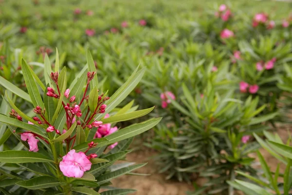 Zakkum Pembe çiçek süs alanları — Stok fotoğraf