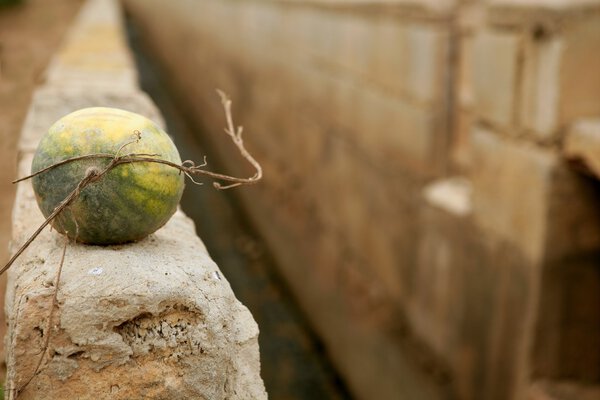Watermelon over rrigation ditch canal