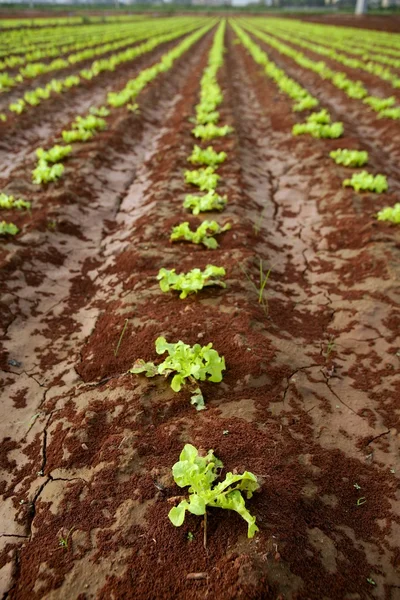 Baby lettuce sprouts on a red claiy soil — Stock Photo, Image
