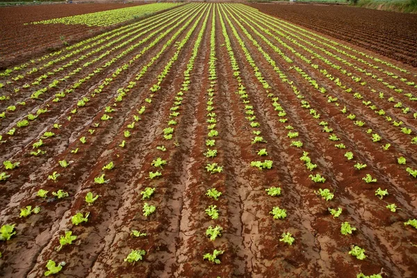 Germogli di lattuga su un terreno argilloso rosso — Foto Stock