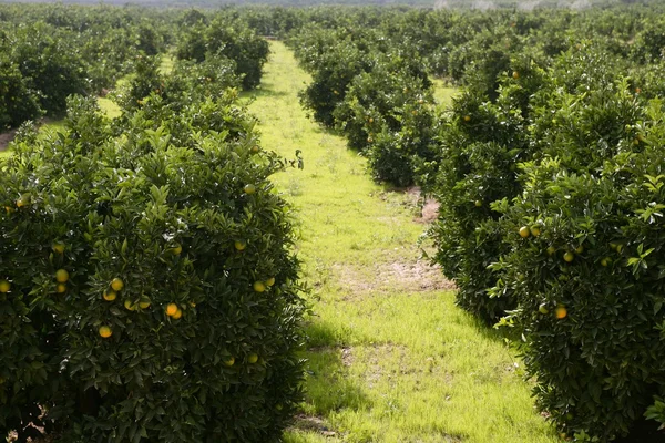 Campo de laranjeira em uma linha — Fotografia de Stock