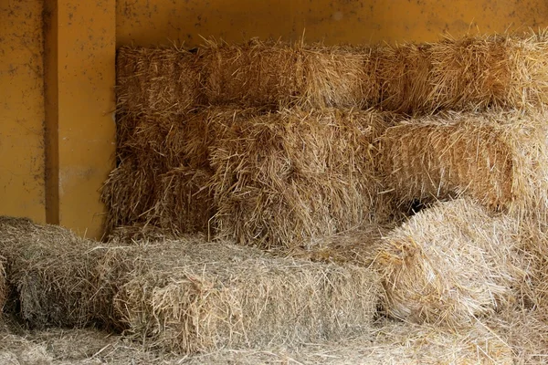 Golden straw barn stacked — Stock Photo, Image