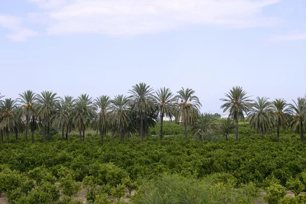 Palmeiras em um campo de laranjeiras Mediterrâneo — Fotografia de Stock