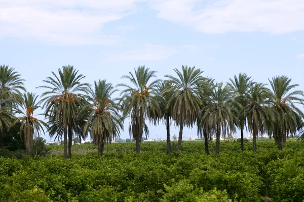 Palmeiras em um campo de laranjeiras Mediterrâneo — Fotografia de Stock