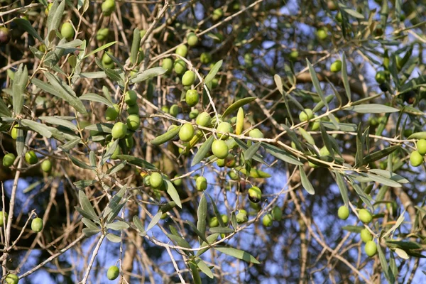 Podrobnosti o větev s olivami, rostoucí — Stock fotografie