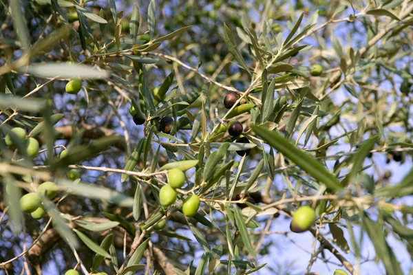 Branch details with olives growing — Stock Photo, Image