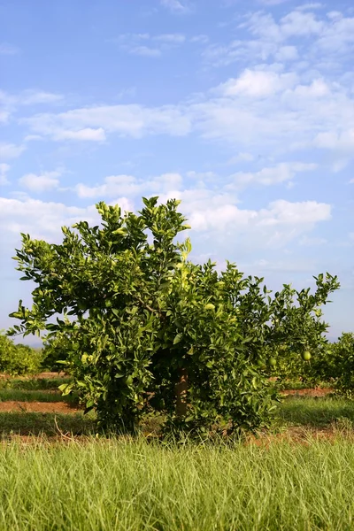 Orangenbaum auf einem mediterranen Feld — Stockfoto