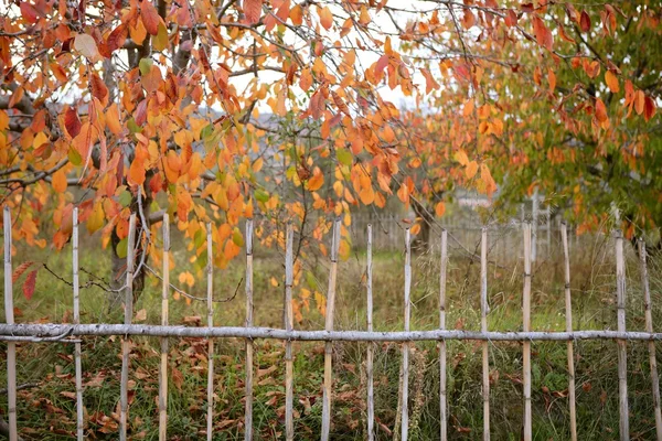 Třešeň pole zlaté barevné — Stock fotografie
