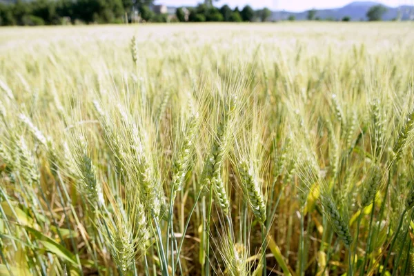 Zelená pšenice pole podrobností — Stock fotografie