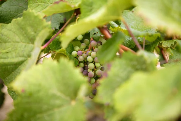葡萄种植在葡萄园字段中的详细信息 — 图库照片