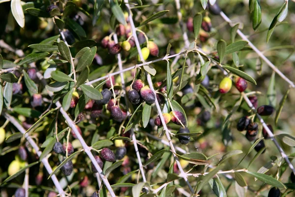 Podrobnosti o větev s olivami, rostoucí — Stock fotografie