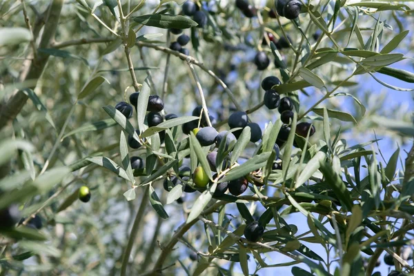 Détails de la branche avec olives en croissance — Photo