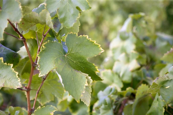 Detalhes da uva crescendo no campo da vinha — Fotografia de Stock