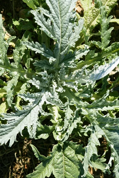 Artichoke plant in a summer sunny field — Stock Photo, Image