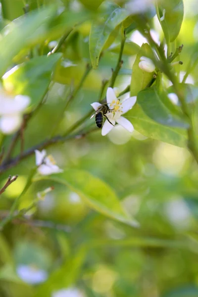由蜜蜂授粉的桔子树花 — 图库照片