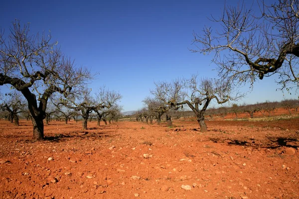 Campo de árvore de pêssego em solo vermelho — Fotografia de Stock