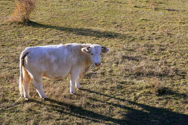 Vaca blanca en un prado mirando a la cámara — Foto de Stock