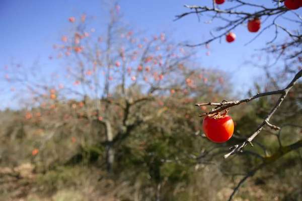 Detalle de fruta de caqui en naranja vivo — Foto de Stock