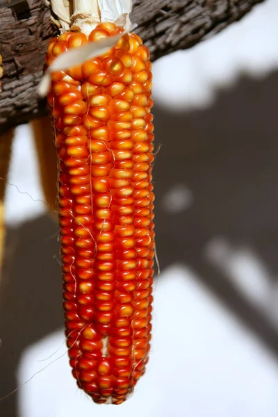 Dried vivid orange corn on a sunny day — Stock Photo, Image