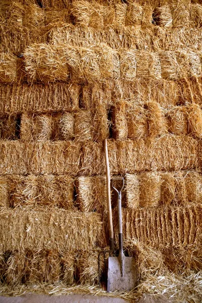 Golden straw barn stacked — Stock Photo, Image