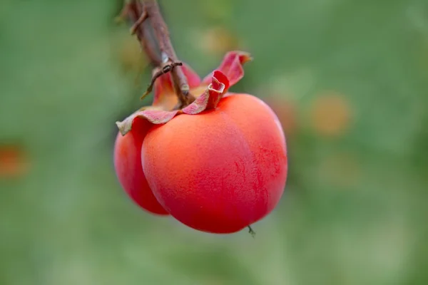 鮮やかなオレンジ色でカキ果実の詳細 — ストック写真