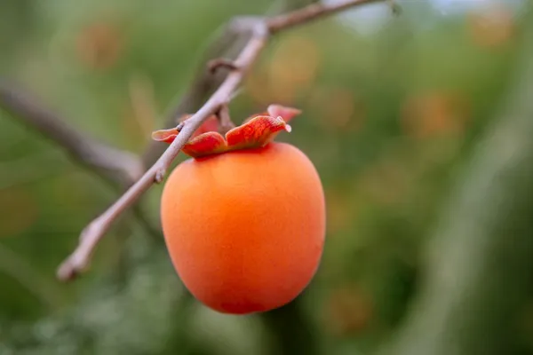 Persimmon fruit detail in vivid orange — Stock Photo, Image