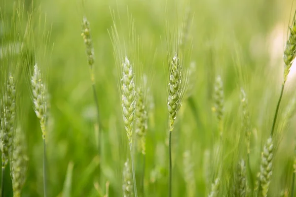 燕麦苜蓿绿色谷物字段 — 图库照片