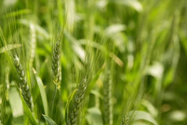 Yulaf sativa tahıl yeşil alan — Stok fotoğraf