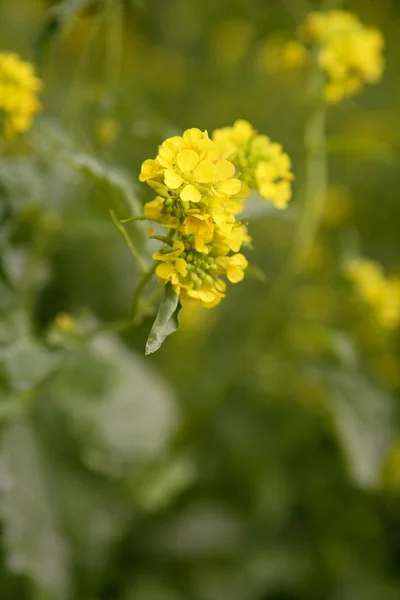 Hořčice žlutá květina zelená pole — Stock fotografie