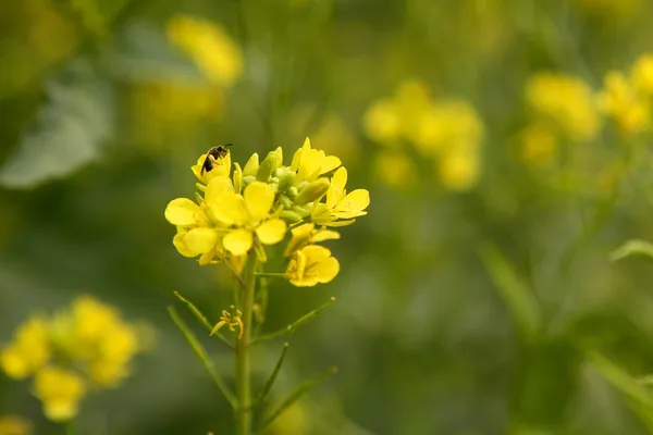 Senf gelb Blume grünes Feld — Stockfoto
