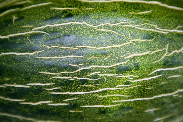 Makro doku yeşil kavun meyve cilt — Stok fotoğraf