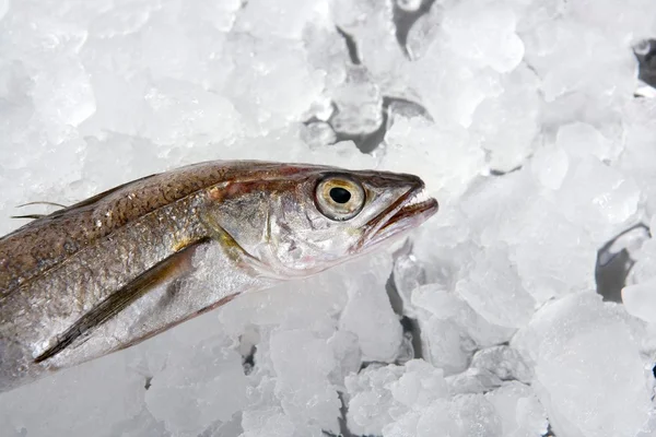 メルルーサ魚氷の上 — ストック写真