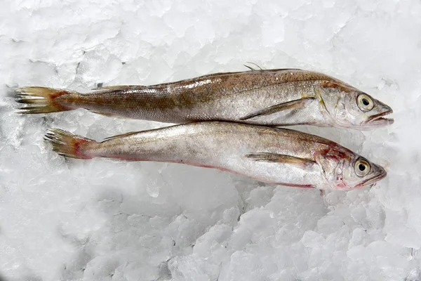 Two hake fish on ice — Stock Photo, Image