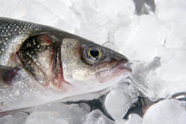 Seabass fish on ice — Stock Photo, Image