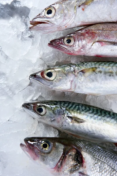 Mariscos de pescado sobre hielo — Foto de Stock