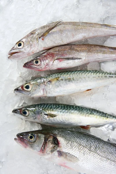 Рыбные морепродукты на льду — стоковое фото