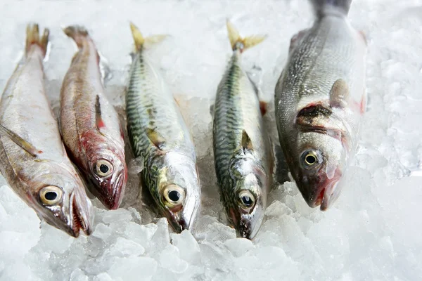 Mariscos de pescado sobre hielo — Foto de Stock