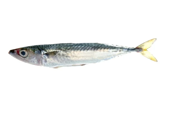 Fische isoliert auf weiß — Stockfoto
