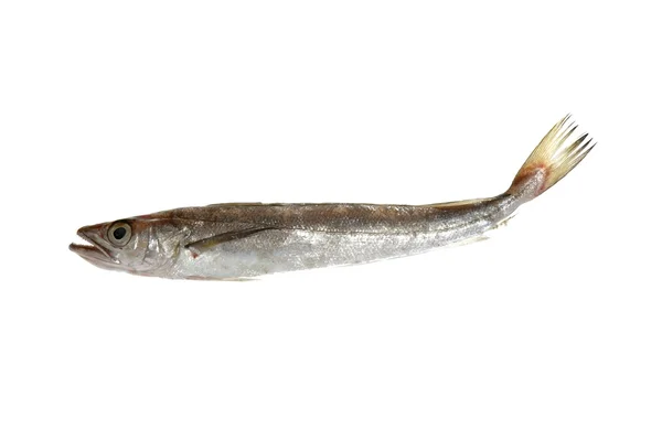 Fisk isolerad på vit — Stockfoto