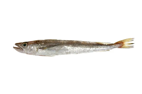 白で隔離される魚 — ストック写真