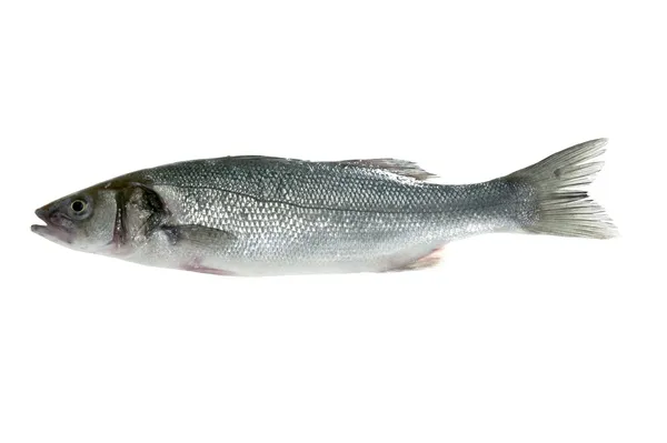 孤立在白色的鱼 — 图库照片