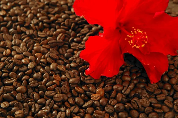 Rote Hibiskusblüte auf gerösteten Kaffeebohnen — Stockfoto