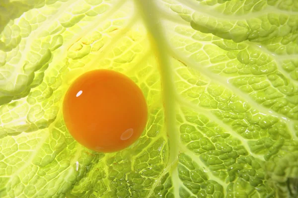 Egg yolk over cabbage leaf — Stock Photo, Image