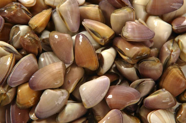 Kokkels, tellin zeevruchten close-up — Stockfoto