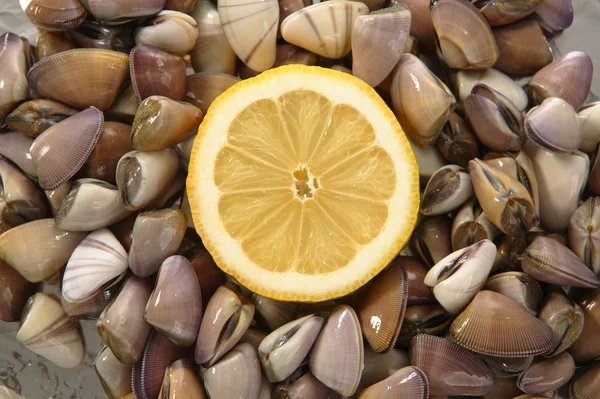 Vongole, frutti di mare tellin da vicino — Foto Stock