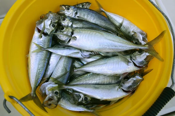 Макрельські морепродукти в жовтому відро — стокове фото