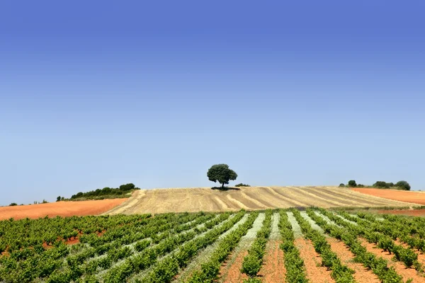 Green rows vineyard field — Stock Photo, Image