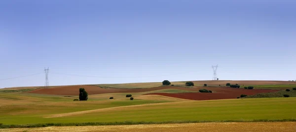 Campos de cereales dorados y verdes paisajes — Foto de Stock