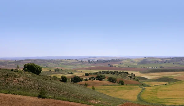 stock image Golden and green cereal fields landscapes